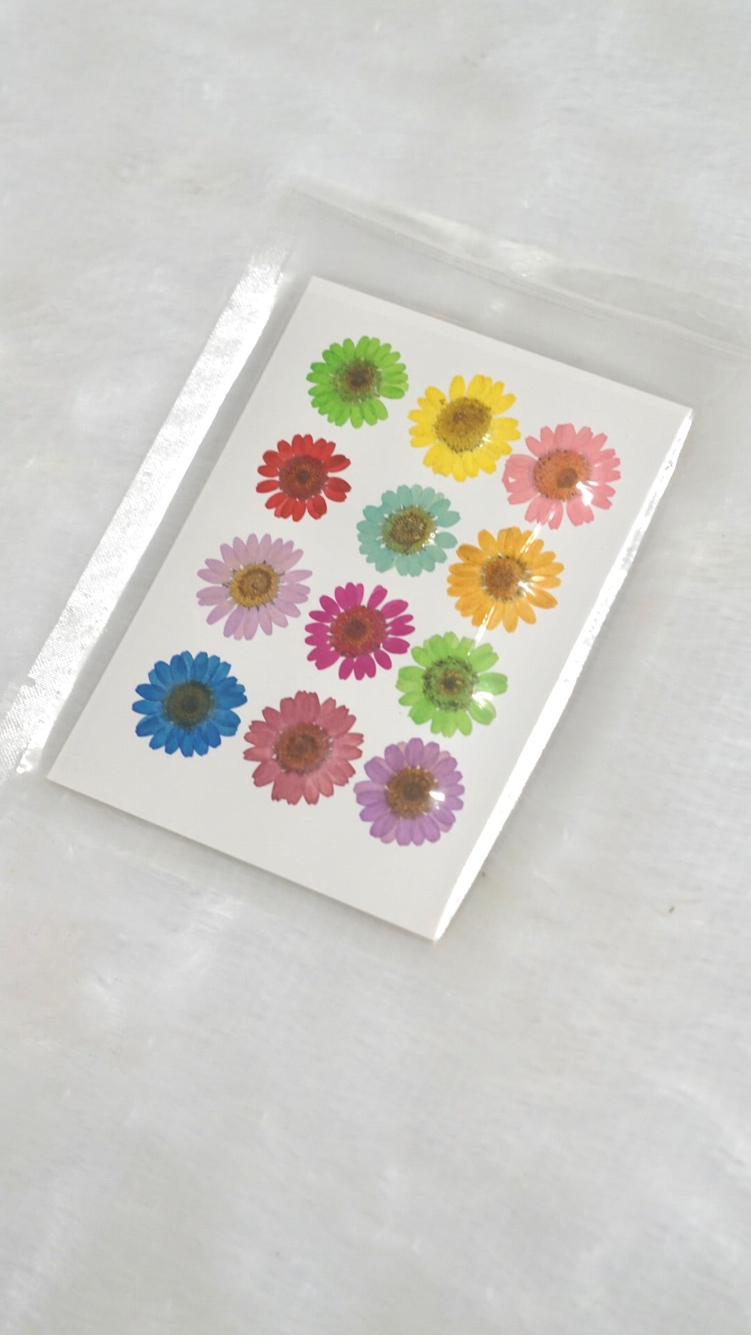 Multi Coloured dried pressed flowers