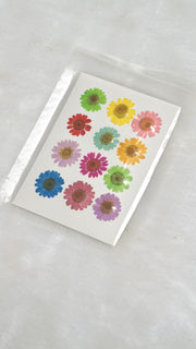Multi Coloured dried pressed flowers