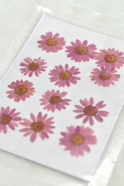 Pressed dried daisy flower sheet (Dusky Pink )