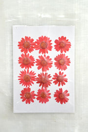 Pressed dry daisy flower sheet (Red)