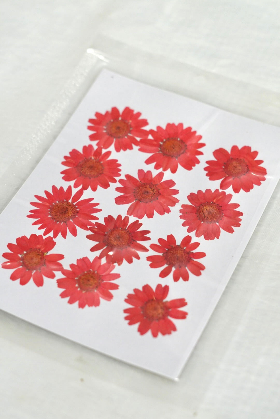 Pressed dry daisy flower sheet (Red)