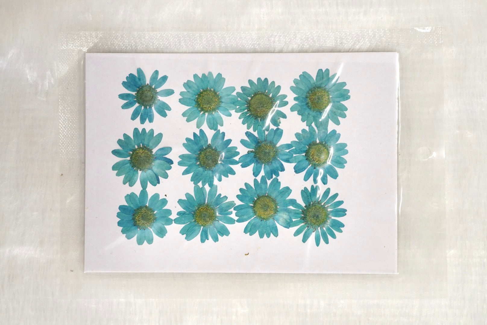 Pressed daisy dried flowers (light blue )