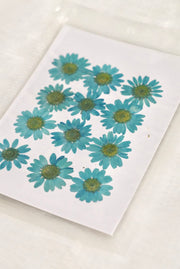 Pressed daisy dried flowers (light blue )