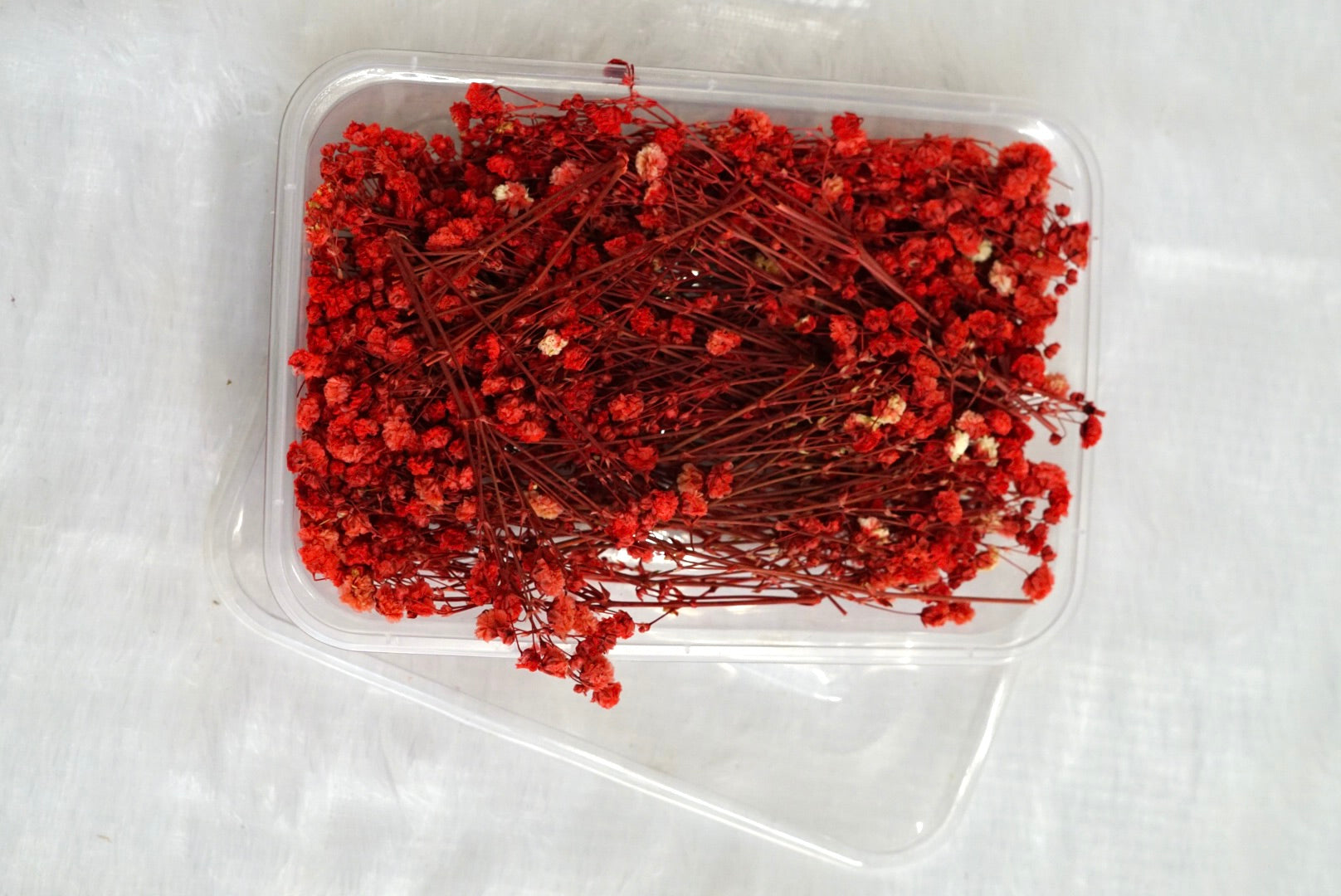 Red Baby Breath Dry
