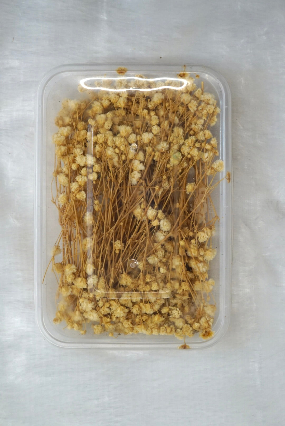 Baby breath /Gypsy flower box
