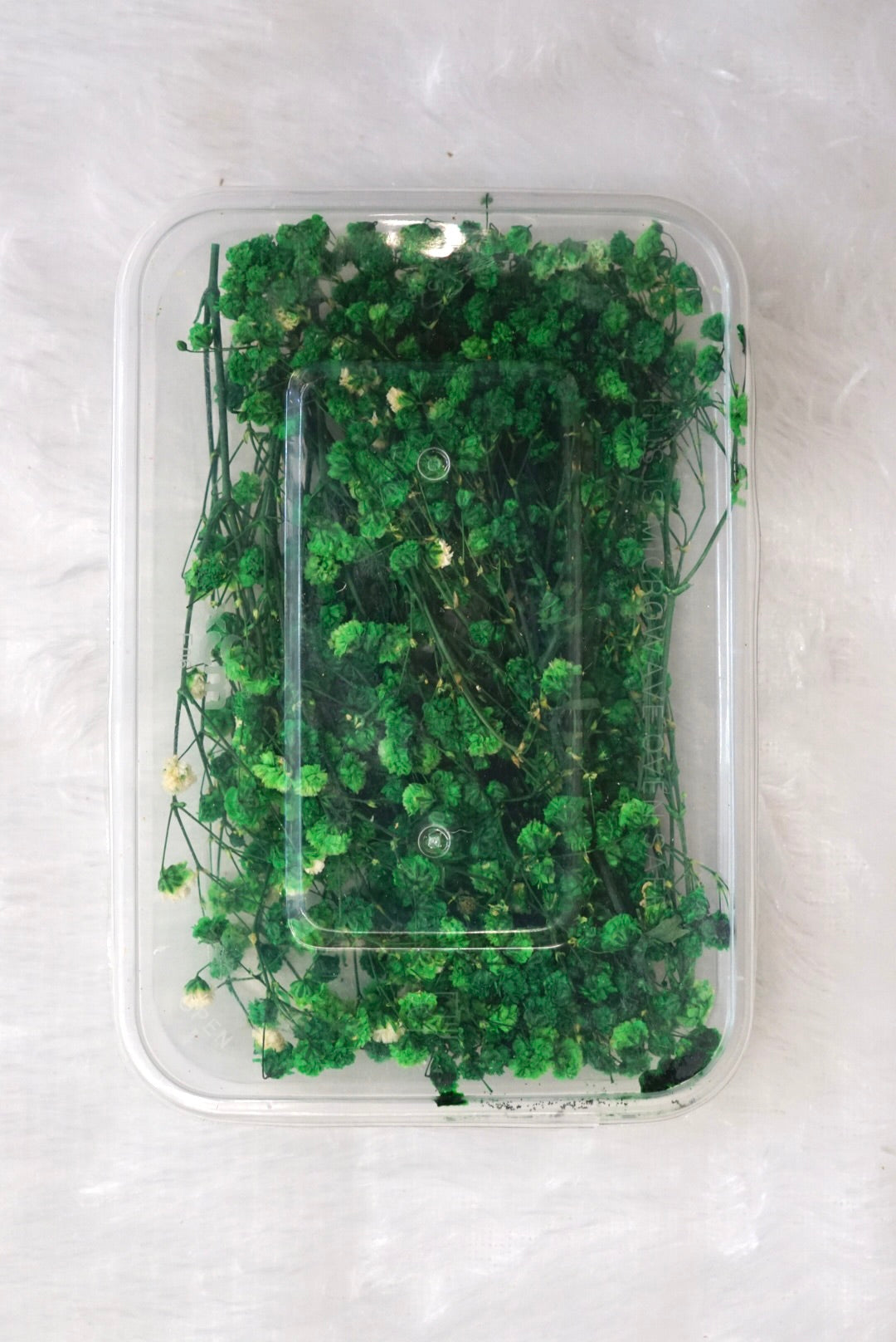Green Baby Breath Dry