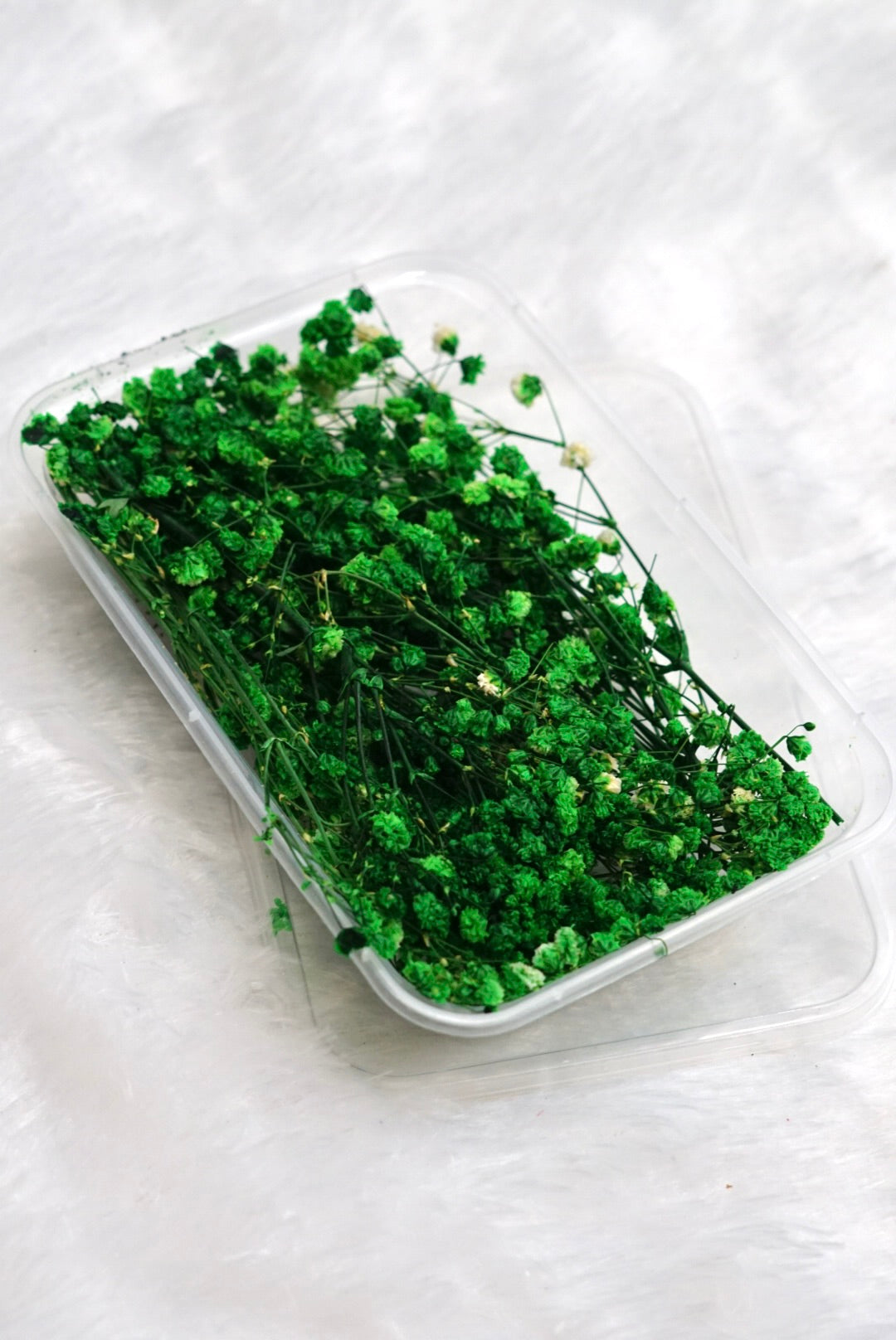 Green Baby Breath Dry