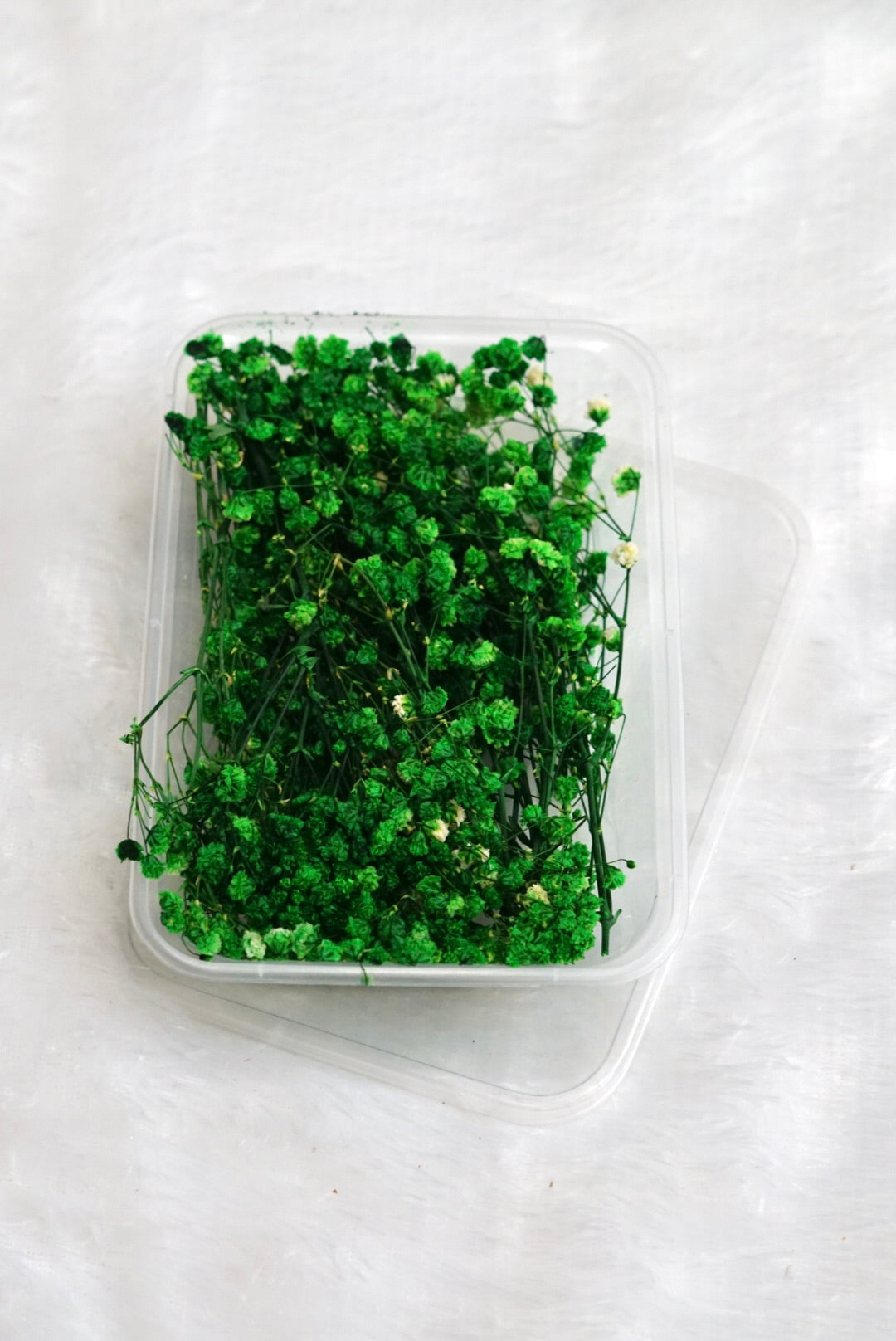 Green Baby Breath Dry