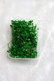 Green Baby Breath Dry